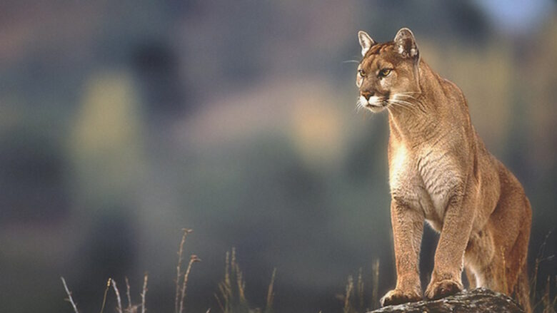 Curiosidades de Windows