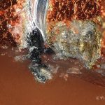 Arañazos del iPhone 17 Pro