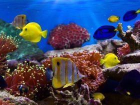 Microsoft Store lanza 35 nuevos temas para Windows