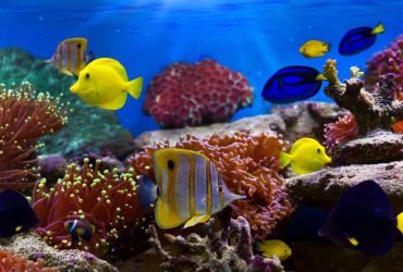 Microsoft Store lanza 35 nuevos temas para Windows