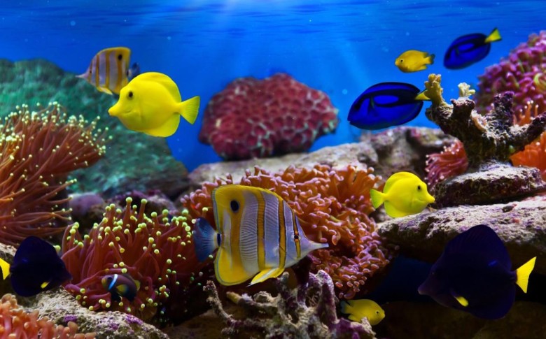 Microsoft Store lanza 35 nuevos temas para Windows