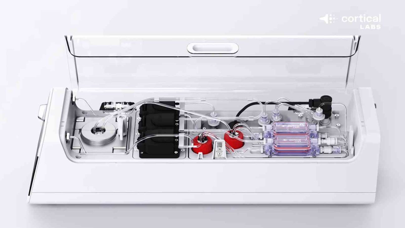 CL1 con neuronas humanas