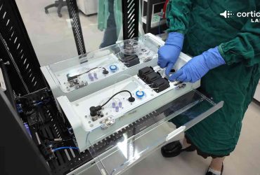 CL1 con neuronas humanas